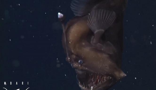 Seadevil Hitam Terekam Kamera untuk Pertama Kalinya