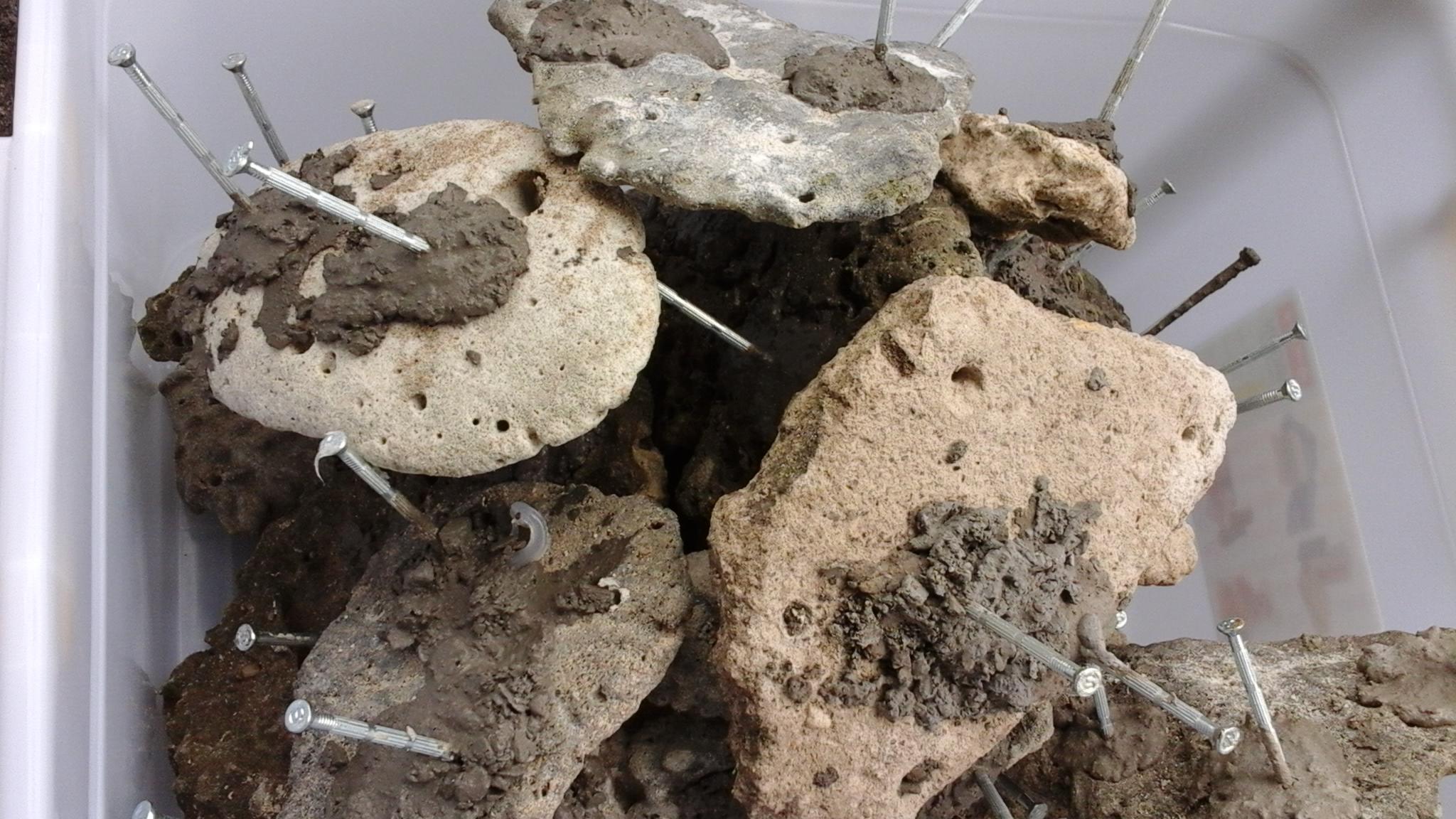 Transplantasi Terumbu Karang