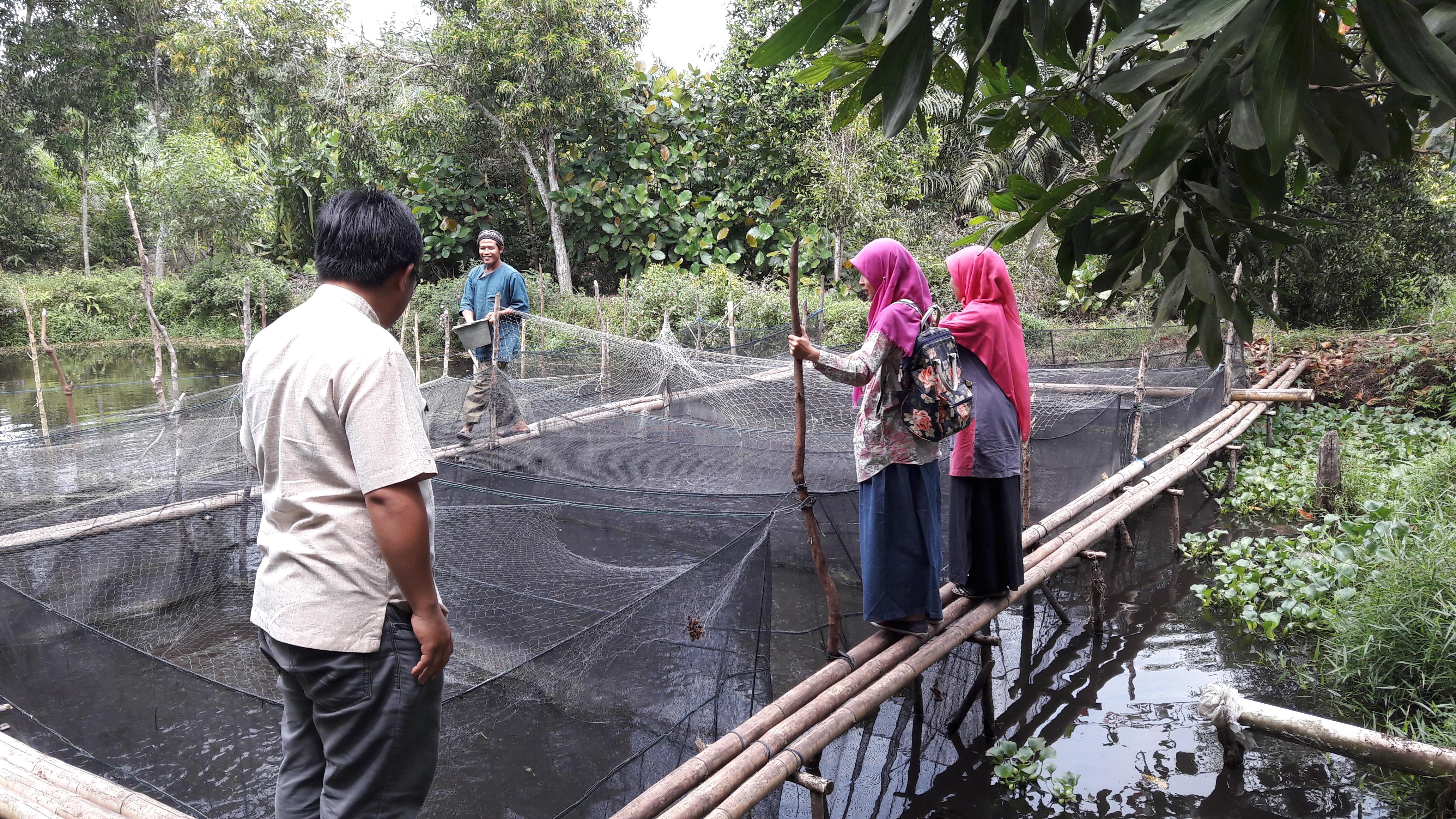 Waspadai  Penyakit Ikan, Pembudidaya  Harapkan Bantuan Obat