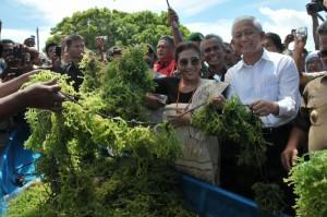 PANGKALAN PENDARATAN RUMPUT LAUT AKAN DIBANGUN DI SUMBA TIMUR