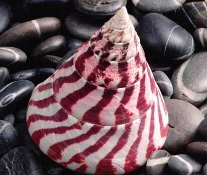 Mengenal Siput Lola Merah, Bahan Dasar Kancing dan Cat Berkualitas Tinggi