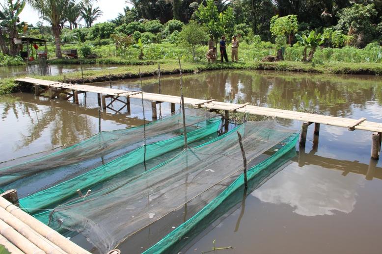 Sosialisasi Pedoman Pembenihan yang Baik kepada Petani Tambak