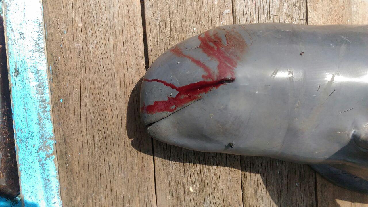 Nelayan Desa Kepoh Temukan Lumba-Lumba yang Dilindungi