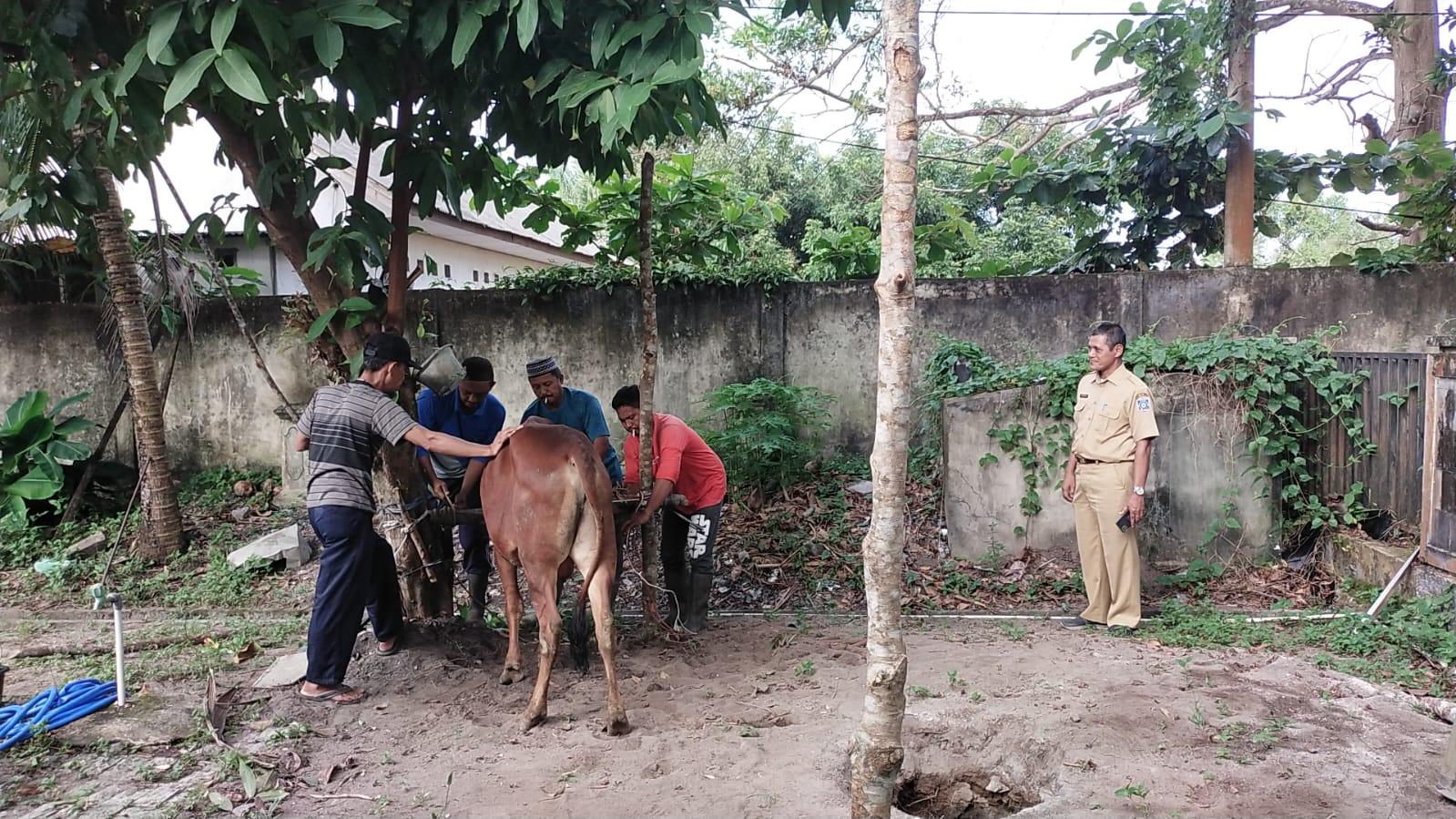 Rayakan Idul Adha 1443 H, Pegawai DKP Sedekah  Satu Ekor Sapi