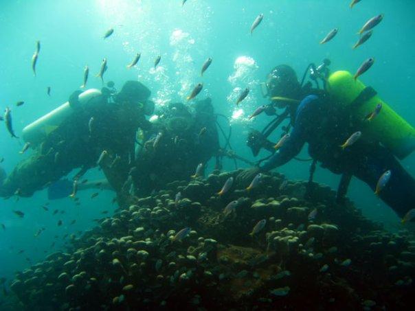 Kegiatan Konservasi Terumbu Karang